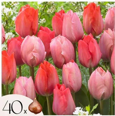 Produktbild von Tulpenzwiebeln - 40 Stk - Tulipa 'Salmon', 'Van Eijk' - Blumenzwiebeln - Rot