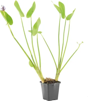 Image de Bloomique - Pontédérie Cordata - Jacinthe d’eau - Pontédérie - Plantes de bassin - Plantes aquatiques - Rustique - Hauteur 10-20 cm - Pot 9 cm
