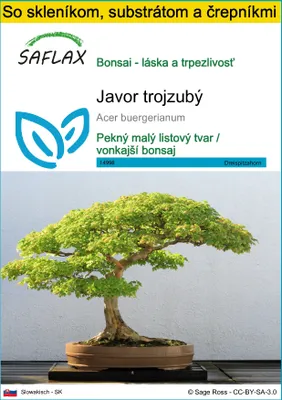 Obrázok produktu pre SAFLAX Kultivačný set - Javor trojzubý - Acer buergerianum - 30 Semená - S mini skleníkom, pestovateľským substrátom a 2 črepníkmi