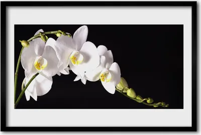 Produktbild von Bild 60x40 MDF-Rahmen Wandkunst Blumen Pflanzen