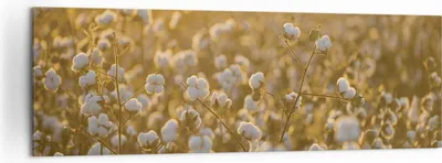 Produktbild von Bild auf Leinwand - Leinwandbild - Einteilig - Baumwolle Feld Acker - 160x50cm - Wand Bild - Wanddeko - Wandbilder - Leinwanddruck - Bilder - Wanddekoration - Leinwand bilder - AB160x50-4299