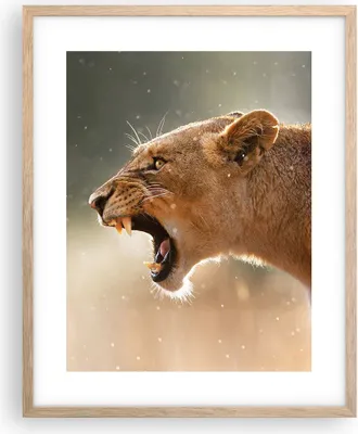 Produktbild von Gerahmtes Poster - Rahmen in heller Eiche - Löwe Löwin Reißzähne - 40x50 cm - Wand Bild - Wanddeko - Wandbilder - Wandposter - Bilderrahmen - Bilder - Kunstdruck - Wandbild - P2NPA40x50-4137