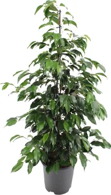 Produktbild von Ficus Benjamina Danielle - Ø21Cm - ↕95Cm