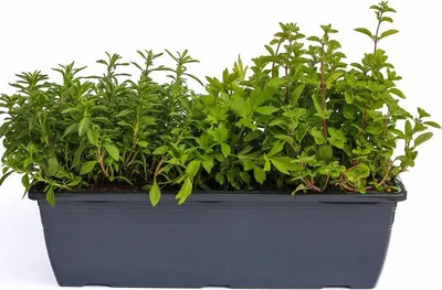 Produktbild von Enseleits Kräuterkasten für "Suppen & Eintöpfe" 40cm Anthrazitkasten mit je 1er Kräuter Pflanze: Liebstöckel, Bohnenkraut & Majoran
