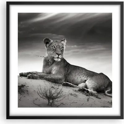 Produktbild von Gerahmtes Poster - Schwarzer Rahmen - Tierwelt weiblich katze Tier - 50x50 cm - Wand Bild - Wanddeko - Wandbilder - Wandposter - Bilderrahmen - Bilder - Kunstdruck - Wandbild - P2BAC50x50-3165