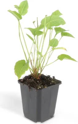 Image de Renouée candélabre - Persicaria amplexicaulis - Bistorta - Plante vivace rustique - pot de 9cm - lot de 60 plantes