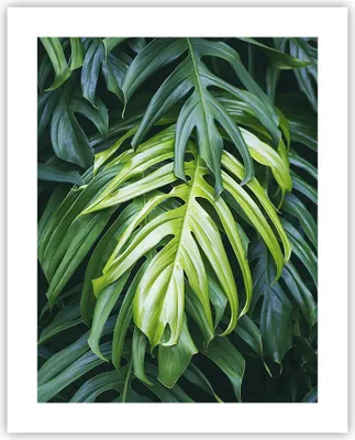 Produktbild von Poster - Poster ohne Rahmen - Blume Natur - 40x50 cm - Wand Bild - Wanddeko - Wandbilder - Kunstposter - Wandposter - Bilder - Kunstdruck - Wanddekoration - Wandbild - P2XPA40x50-3951
