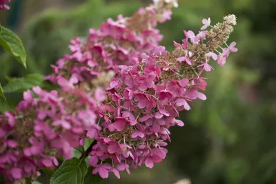 Produktbild von Hydrangea paniculata 'Little Quick Fire', Rispenhortensie, weiß-rosa, 40–60 cm
