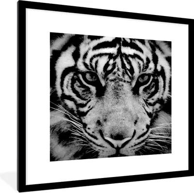 Produktbild von MuchoWow® Gerahmtes Poster Sumatra-Tiger vor schwarzem Hintergrund in schwarz und weiß 40x40 cm - Poster mit Schwarzem Bilderrahmen Wandposter Rahmen Foto Bilder - Poster - Plakat im Rahmen
