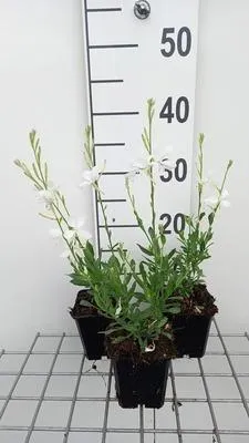 Zdjęcie produktu dla 6 x Gaura lindh. 'Snowbird' ( oenothera lindh.) - Gaura - doniczka 9 x 9 cm