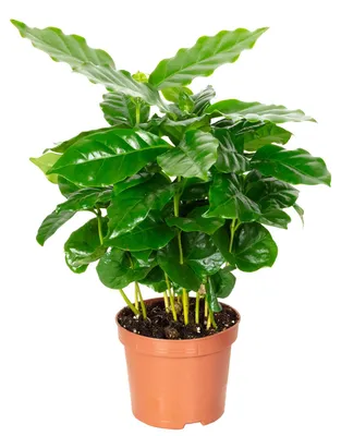 Produktbild von Kaffeepflanze - pflegeleichte Zimmerpflanze, Coffea Arabica - Höhe ca. 15-20 cm, Topf-Ø 9 cm