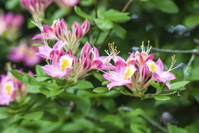 Produktbild von Rhododendron viscosum, Sumpf-Rhododendron, weiß, 50–60 cm
