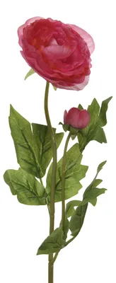 Produktbild von Ranunkel mit Blüte und Knospe am Stiel - Kunstblume - H: 57cm - rot