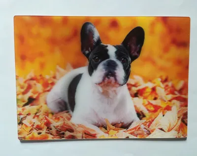 Produktbild von 3 D Ansichtskarte franz. Bulldogge, Postkarte Wackelkarte Hologrammkarte, Tier Hund