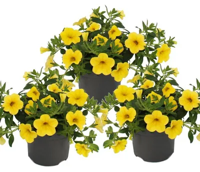 Produktbild von Zauberglocken – Mini-Hängepetunie – Calibrachoa – 12-cm-Topf – 3er-Set – gelb
