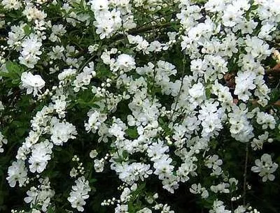 Obrázok produktu pre Exochorda hybr. 'The Bride' - Perlbusch, Zierstrauch 50- 60 cm Kontajner