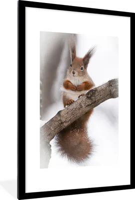 Produktbild von MuchoWow® MuchoWow® Gerahmtes Poster Eichhörnchen - Baum - Schneeflocke - Winter 60x90 cm - Poster mit zchwarzem Bilderrahmen - Dekoration - Wandposter Wohnzimmer - Hochwertig