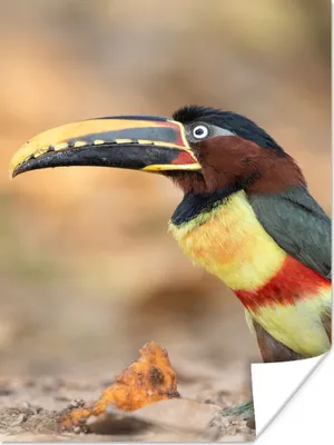 Produktbild von MuchoWow® Poster Vogel - Tukan - Federn - Natur 90x120 cm - Wohnzimmer