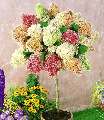 Produktbild von BALDUR Garten 1x Hortensien-Stämmchen 'Grandiflora', Hydragena paniculata grandiflora, Zierstämmchen winterhart, Gartenhortensie, pflegeleicht, blühend