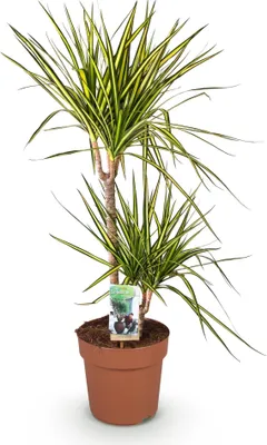 Zdjęcie produktu dla Dracaena Sunray - 90 - 100cm - 21cm - latwa w pielegnacji dracena w kolorach