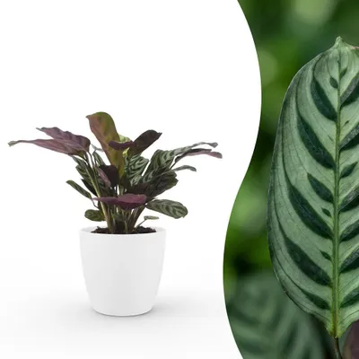 Image de Green boutiQ - Ctenanthe Burle Marxii - Visgraatplant - 1 Plant - met Potter Wit - Pot 12cm - Hoogte - 30cm