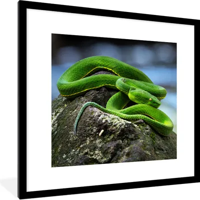 Produktbild von MuchoWow® Gerahmtes Poster Grüne Schlange auf Stein 40x40 cm - Poster mit Schwarzem Bilderrahmen Wandposter Rahmen Foto Bilder - Poster - Plakat im Rahmen