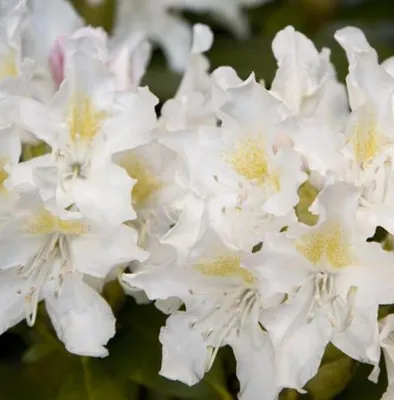 Produktbild von INKARHO Großblumige Alpenrose Rhododendron Hybride Cunningham's white 50 - 60 cm