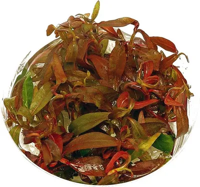 Zdjęcie produktu dla Eco Plant - Ludwigia Guinea - Invitro mały kubek Eco Plant
