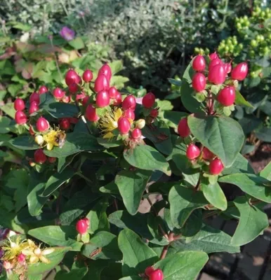 Produktbild von Hypericum inodorum Magical Red - Johanniskraut Magical Red - Mannsblut -