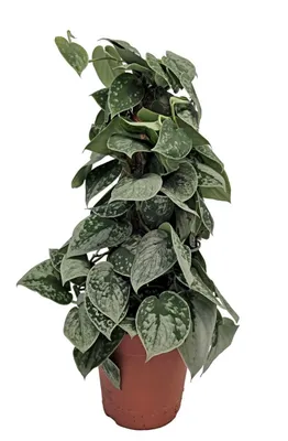 Zdjęcie produktu dla Efeutute Scindapsus pictus Silvery Ann 50 cm