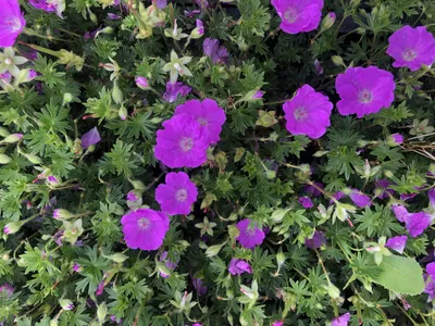Produktbild von 6 xGeranium sanguineum 'Max Frei' - Storchschnabel - topf 9 x 9 cm