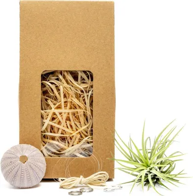 Obrázok produktu pre Gardners Medusa "Vyrob si sám" PURPLE s Tillandsií ionantha green