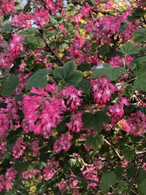 Image de 10 plants de groseille à maquereau (Ribes sanguineum) | Hauteur : 30-50 cm, plants non rempotés