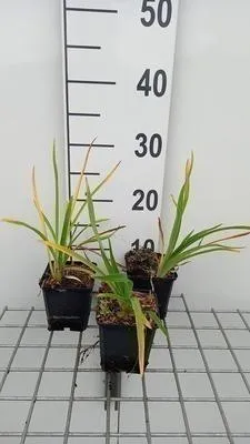 Productafbeelding van 6 x Hemerocallis hybr. 'Baley Hay' - daglilie - pot van 9 x 9 cm