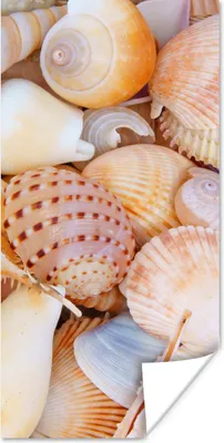 Produktbild von MuchoWow® Poster Muscheln - Strand - Sommer - Orange 75x150 cm - Dekoration für die Wände