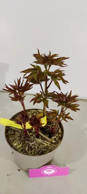 Obrázek produktu pro Paeonia lactiflora 'Shirley Temple' - Pivoňka - výška 40 cm - květináč 2 l