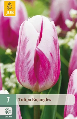 Productafbeelding van Tulipa Bojangles bloembol JUB 7 stuks