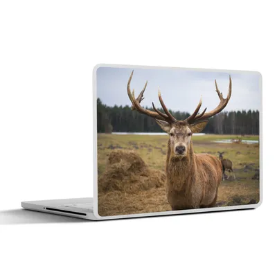 Produktbild von MuchoWow® Laptop Aufkleber Sticker Cover Hirsch - Geweih - Natur 32.5x23.5 cm - Sticker für Laptop - Selbstklebend