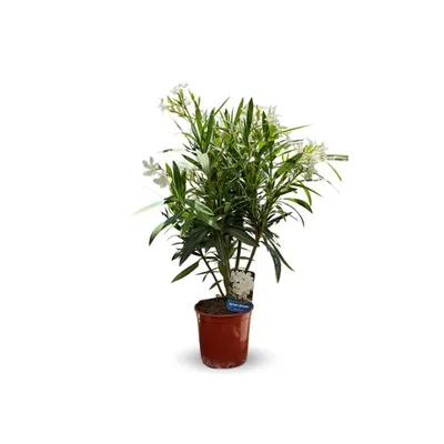 Image de Laurier rose - nerium oleander - ↕ 50-60 cm - ⌀ 22 cm - plante d'extérieur - fleur blanche