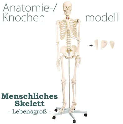 Obrázok produktu pre Anatómia Model Kostra s kosťami Telesná kostra Ľudská lekárska kostra v životnej veľkosti 175 cm so stojanom Anatómia Ľudské výučbové modely MedMod