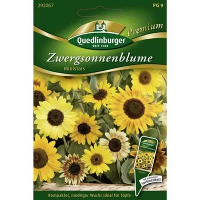 Zdjęcie produktu dla Quedlinburger Saatgut - Słonecznik karłowy Ministars - Nasiona - 292067