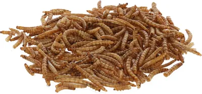 Produktbild von KERBL MehlwÃ1/4rmer getrocknet – 900 g 100 % naturbelassen