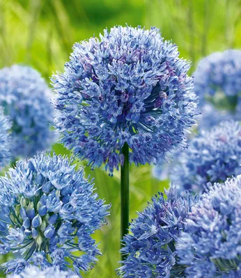 Produktbild von BALDUR-Garten 20x Allium 'Azureum', Zwiebeln mit Umfang 4-5 cm, himmelblaue Blütenkugeln, lange Blütezeit, winterhart, mehrjährig, pflegeleicht