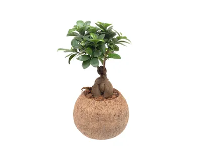 Obrázok produktu pre Kokodama Ficus microcarpa ženšen (L)