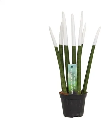Obrázek produktu pro Sansevieria Cylindrica Straight – Spaghetti VELVET TOUCHZ® – 15–20 cm, sansevierie, pokojová rostlina (bílá)