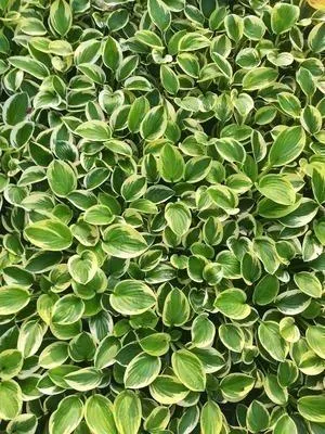 Produktbild von 6 x  Hosta hybr. 'Brim Cup' - Hosta - Topf 9 x 9 cm