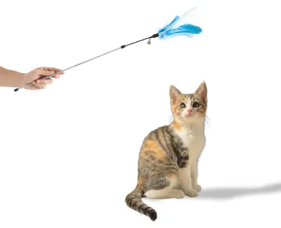 Produktbild von Katzenwedel mit Federkopf · animierendes Katzenspielzeug · 74 cm · blau-hellblau