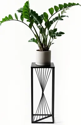 A potted plant sits on a black metal stand against a white background.