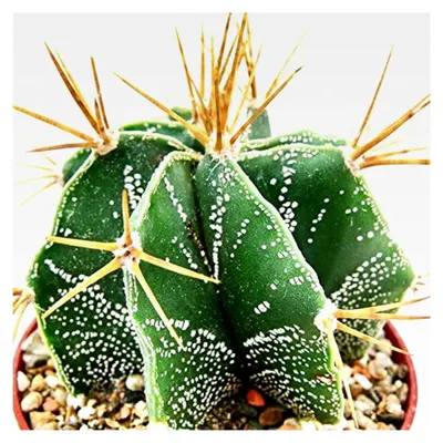 Produktbild von Astrophytum ornatum - Bischofsmütze - im 5,5 cm Topf