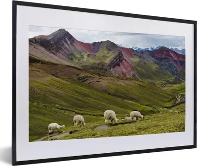 Produktbild von MuchoWow® MuchoWow® Gerahmtes Poster Alpaka - Hügel - Gras 60x40 cm - Poster mit zchwarzem Bilderrahmen - Schlafzimmer - Plakat in Rahmen - Drucken